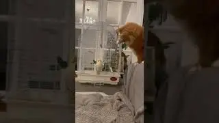 Кіт 🐈 Максим пристає до Рорі