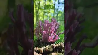 КОРРАЛОВЫЙ РИФ В ЛЕСУ! ОЧЕНЬ РЕДКИЕ ГРИБЫ - КЛАВУЛИНА АМЕТИСТОВАЯ (Clavulina amethystina)