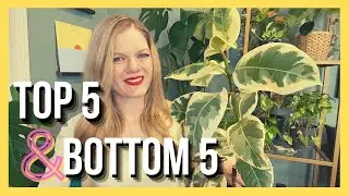 Top 5 Bottom 5  ||  Favorite & Least Favorite House Plants