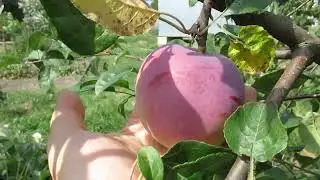 Дача. Яблоня "Рэд фри". 07.08.-17.08.2022.
