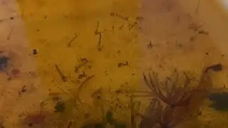 Личинки Комара Підвального, Culex pipiens, Ростуть та Плавають в прямом етері! 