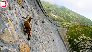 Amazing Moments with Animals Captured on Camera!