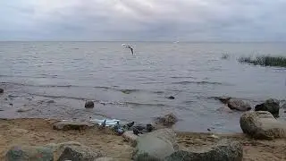 Петергоф.Финский залив.