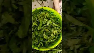 sayur paku asli
