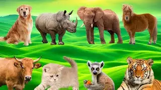 Cute Animal Sounds In Peaceful: Tiger, Lion, Dog, Cat, Cow, Goat, Elephant, p131