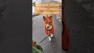 Весна. Басенджи на прогулке в слякоть 