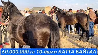 СУРХОНДАРЁ САРИОСИЁДА  🐎🐎ОТ БОЗОРИ НАРХЛАРИ 