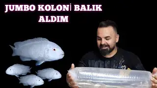 DEV ( jumbo ) KOLONİ ALDIM ... son DURUM VLOG