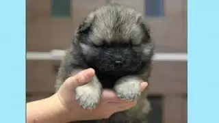 Она купила у цыганки щенка овчарки за 5 тысяч. Но через 2 месяца у ветеринара она узнала всю правду