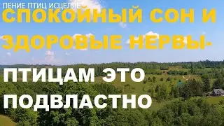 ПЕНИЕ ЛЕСНЫХ ПТИЦ СОЗДАЁТ ПОЛОЖИТЕЛЬНЫЕ ЭМОЦИИ-А ЗНАЧИТ КРЕПКОЕ ЗДОРОВЬЕ И СПОКОЙНЫЙ СОН.