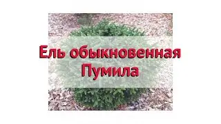 Ель обыкновенная Пумила 🌿 Обзор: посадка и уход. саженцы ели Пумила: описание и особенности