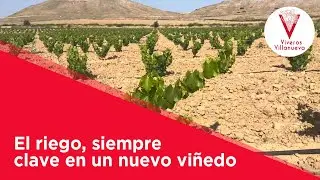 El riego, siempre clave en un nuevo viñedo