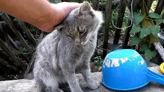 A cat without a tail. The story of how the village cat froze tail.