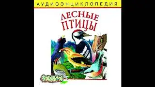 кукушка, сова и дятел - лесная опушка