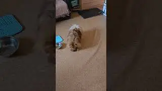Бездарность подарки)