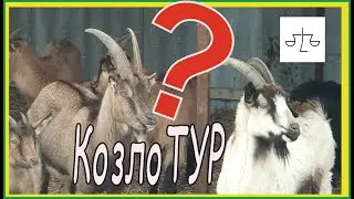 Выживет ли в неволе КозлоТУР?