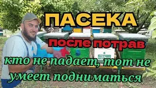 Чем дальше ТЁЩА - тем крепче дружба / дела на пасеке.