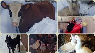 СКОТНЫЙ ДВОР/ ВАМ РЕЛАКС А НАМ ФИЗ-ЗАРЯДКА😊