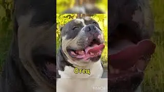 ЕСТЬ ЩЕНКИ ОТ ЭТИХ СОБАК. ПОДРОБНО В ОПИСАНИИ.