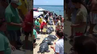 The Journey of the Leatherback Sea Turtle