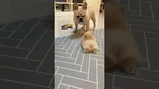 СЛАДКИЕ ПОПКИ?) Подписывайтесь! 🩷@Spitz_party by: author unknown 