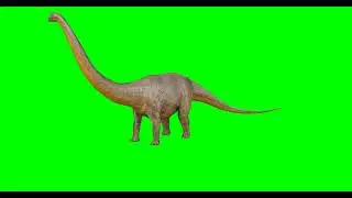 Green Screen Brachiosaurus Dinosaur / WITHOUT COPYRIGHT FOOTAGE