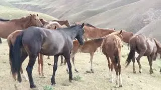 Semental Corindón caballos . Encuentro de primavera con yeguas Cavalos horsescaballo y burro los