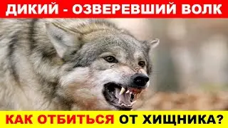 ОЗВЕРЕВШИЙ ВОЛК! ЧТО ДЕЛАТЬ ЕСЛИ ВОЛК ПЫТАЕТСЯ НАПАСТЬ КАК ЗАЩИТИТЬСЯ. ВОЛК В ДЕЛЕ.