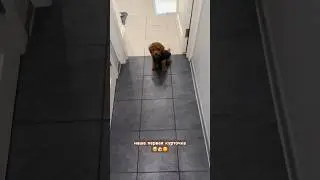 Боже ну я не могу с него 😂 #тойпудель