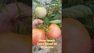 Обзор томата сорта Банзай за лето. 20 августа. #огород #помидоры #дача