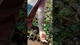Half sleeve Ganesha & Paksi Bali by Made Tatto Bali