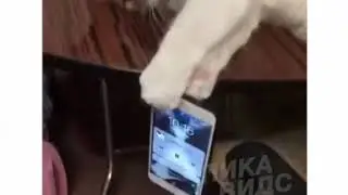Ахаха. НА ГРАНИ КАСТРАЦИИ!