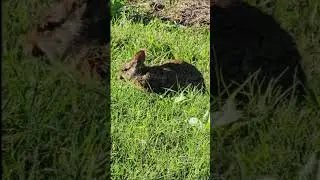 Wildlife - Hawkins Trail - The Villages
