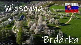 Brdarka - wieś tysięcy kwitnących czereśni