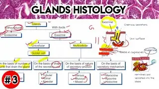 glands histology