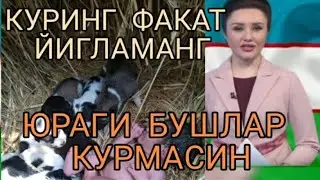 КУРИНГ ФАКАТ ЙИГЛАМАНГ ОДАМЛАРДА ЙУК МЕХР ХАЙВОНЛАРДА БОР
