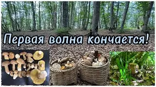 Летние Грибы!конец первой волны!тихая охота в июле 2023!лисички белая и чёрная!Белый гриб и Дубовик!
