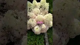 МЕТЕЛЬЧАТАЯ ГОРТЕНЗИЯ БОБО🔥🔥🔥