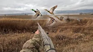 Duble ördek avı/Duck Hunting/отличная охота на уток