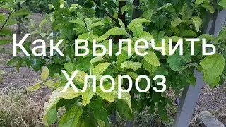 Лучший способ от хлороза | Чем лечить хлороз