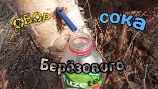 Сбор и фильтрация берëзового сока 2021