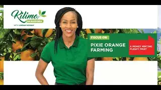 Kilimo na Biashara | Pixie Orange Farming