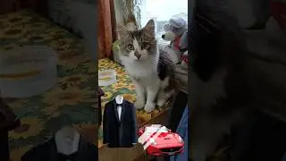 Джентльмен удачи 😁 #cat #прикольнаяозвучка #юмор