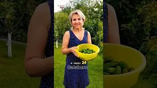 Рецепт Быстрых МАЛОСОЛЬНЫХ ОГУРЦОВ @galabum