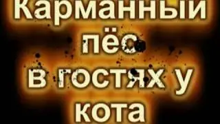 Карманная собачка в гостях у кота...