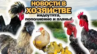 Голошейки петухи, индоутки вывели утят, голландские хохлатые и китайские шелковые курицы! 