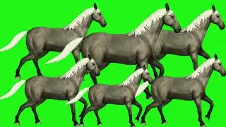 Horse Animal Stampede Green Screen ‼️