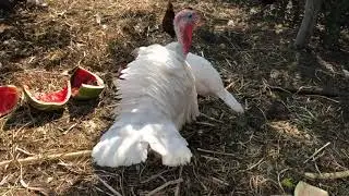 Напыщенный индюк. Pompous turkey.
