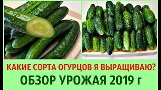 ОБЗОР УРОЖАЯ 🥒ОГУРЦОВ ПО СОРТАМ  НА ГРЯДКЕ И В РАЗРЕЗЕ