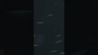 Market squid (Doryteuthis opalescens) are one of California’s biggest fisheries 
